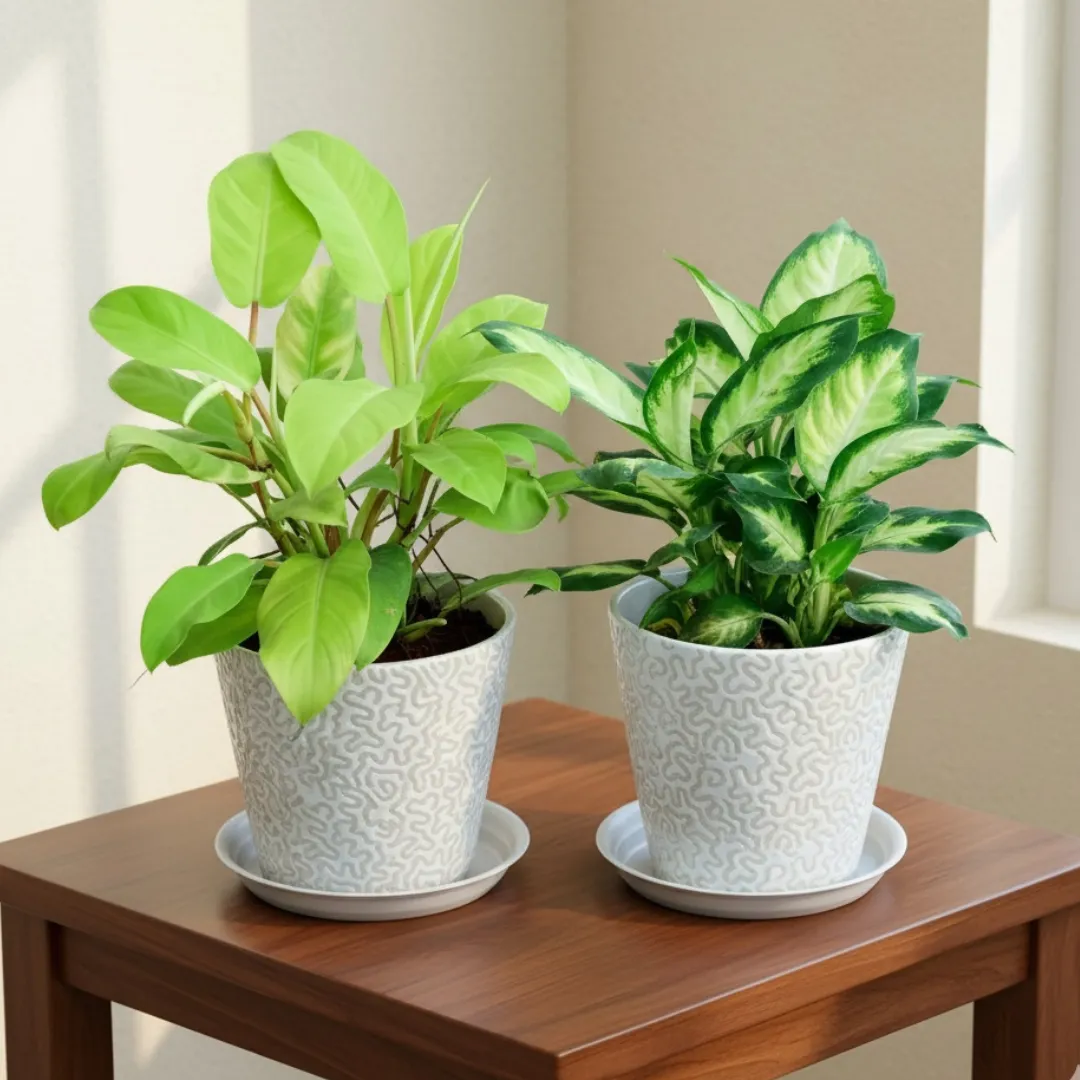 Set of 2 - Dieffenbachia Honeydew & Philodendron Golden in 8 Inch White Balti Designer Ceramic Pot with Tray