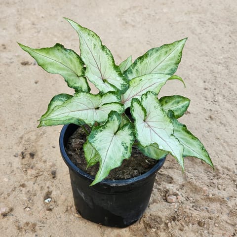 Syngonium Yammi in 4 Inch Nursery Pot