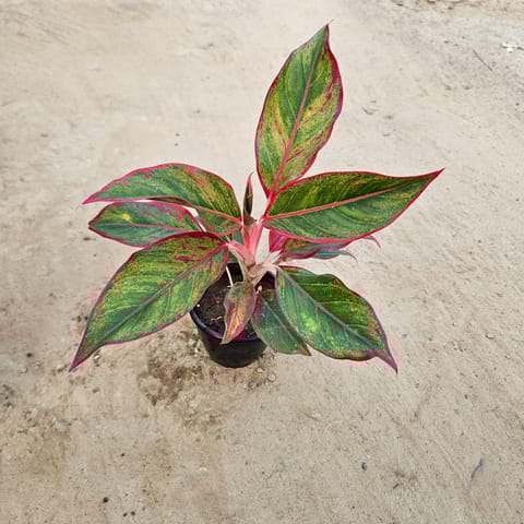 Aglaonema Lipstick in 5 Inch Nursery Pot