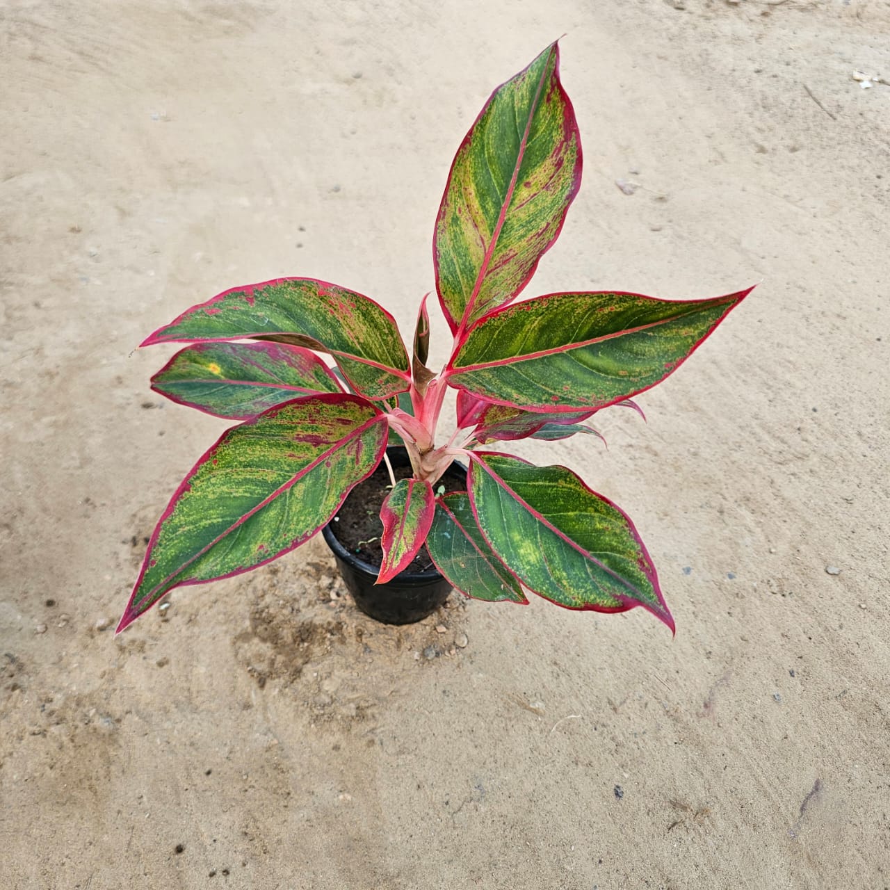 Aglaonema Lipstick in 5 Inch Nursery Pot