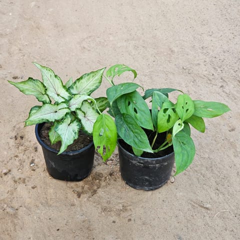Set of 2 - Monstera Broken Heart & Syngonium Yammi in 4 Inch Nursery Pot