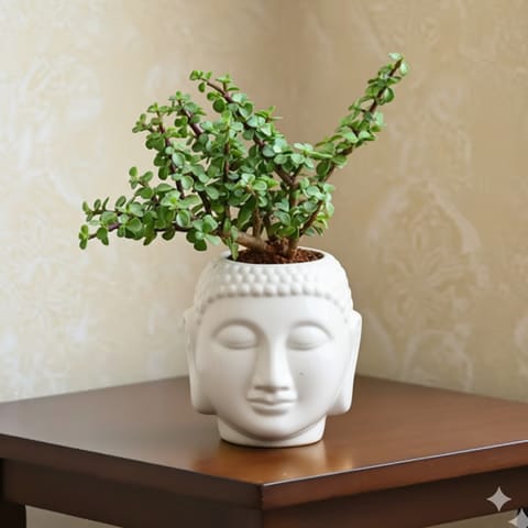Jade in 5 Inch Buddha White Designer Ceramic Pot