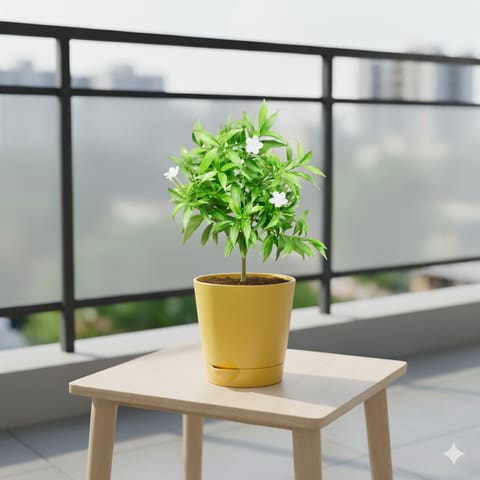 Chandni Dwarf in 4 Inch Yellow Florence Self Watering Pot