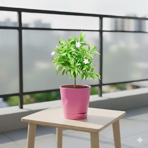 Chandni Dwarf in 4 Inch Pink Florence Self Watering Pot