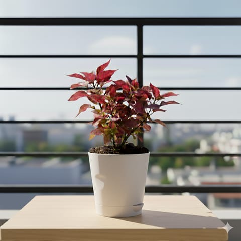 Alternanthera Red in 4 Inch White Florence Self Watering Pot