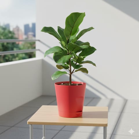 Fiddle leaf in 4 Inch Red Florence Self Watering Pot