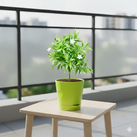 Chandni Dwarf in 4 Inch Green Florence Self Watering Pot