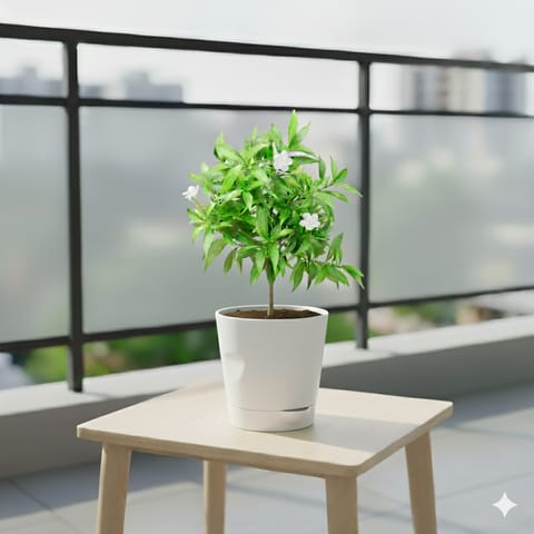 Chandni Dwarf in 4 Inch White Florence Self Watering Pot