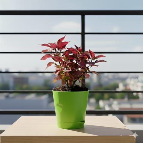 Alternanthera Red in 4 Inch Green Florence Self Watering Pot