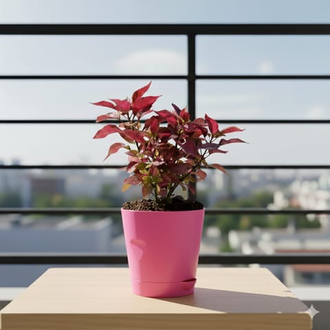 Alternanthera Red in 4 Inch Pink Florence Self Watering Pot