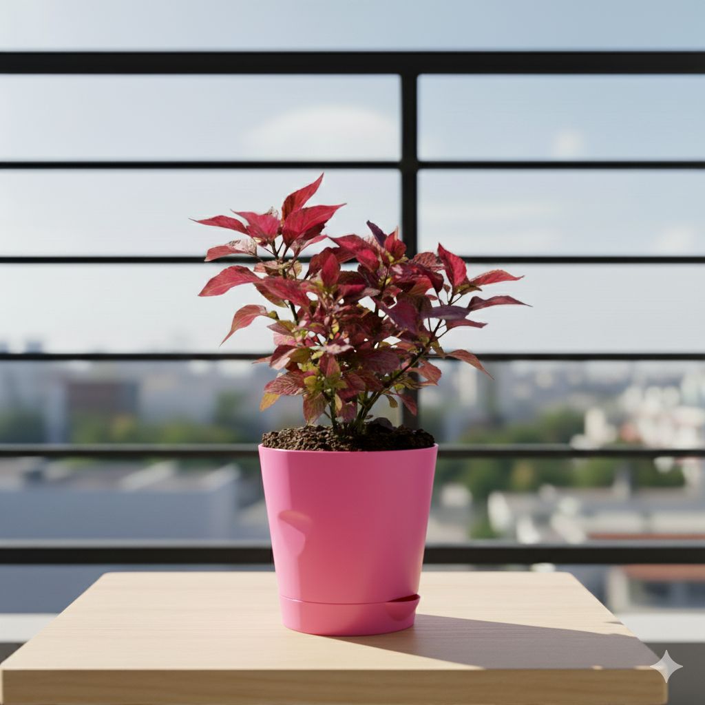 Alternanthera Red in 4 Inch Pink Florence Self Watering Pot