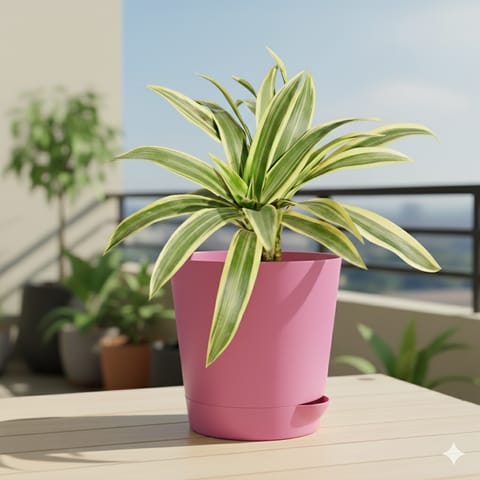 Song of India in 4 Inch Pink Florence Self Watering Pot