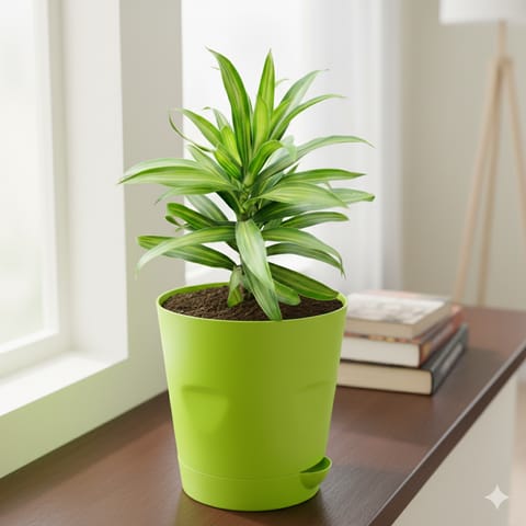 Song of India Green in 4 Inch Green Florence Self Watering Pot
