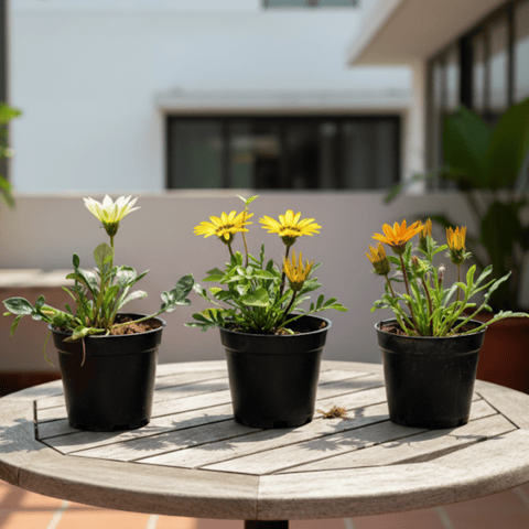 Set of 3 - Gazania (Orange, Yellow & White) in 4 Inch Nursery Pot