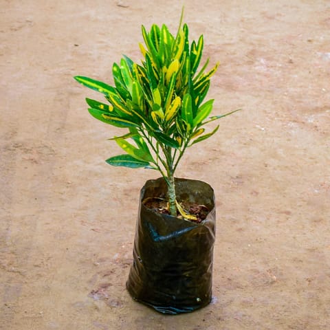 Croton Banana in 6 Inch Nursery Bag