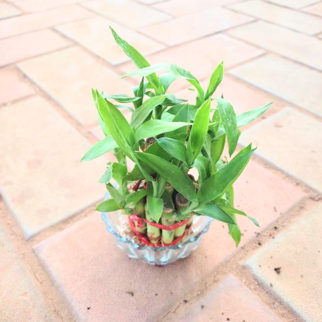 Gift Ready - Lucky Bamboo 2 Layer in 3 Inch Glass Pot With a Chic Bag