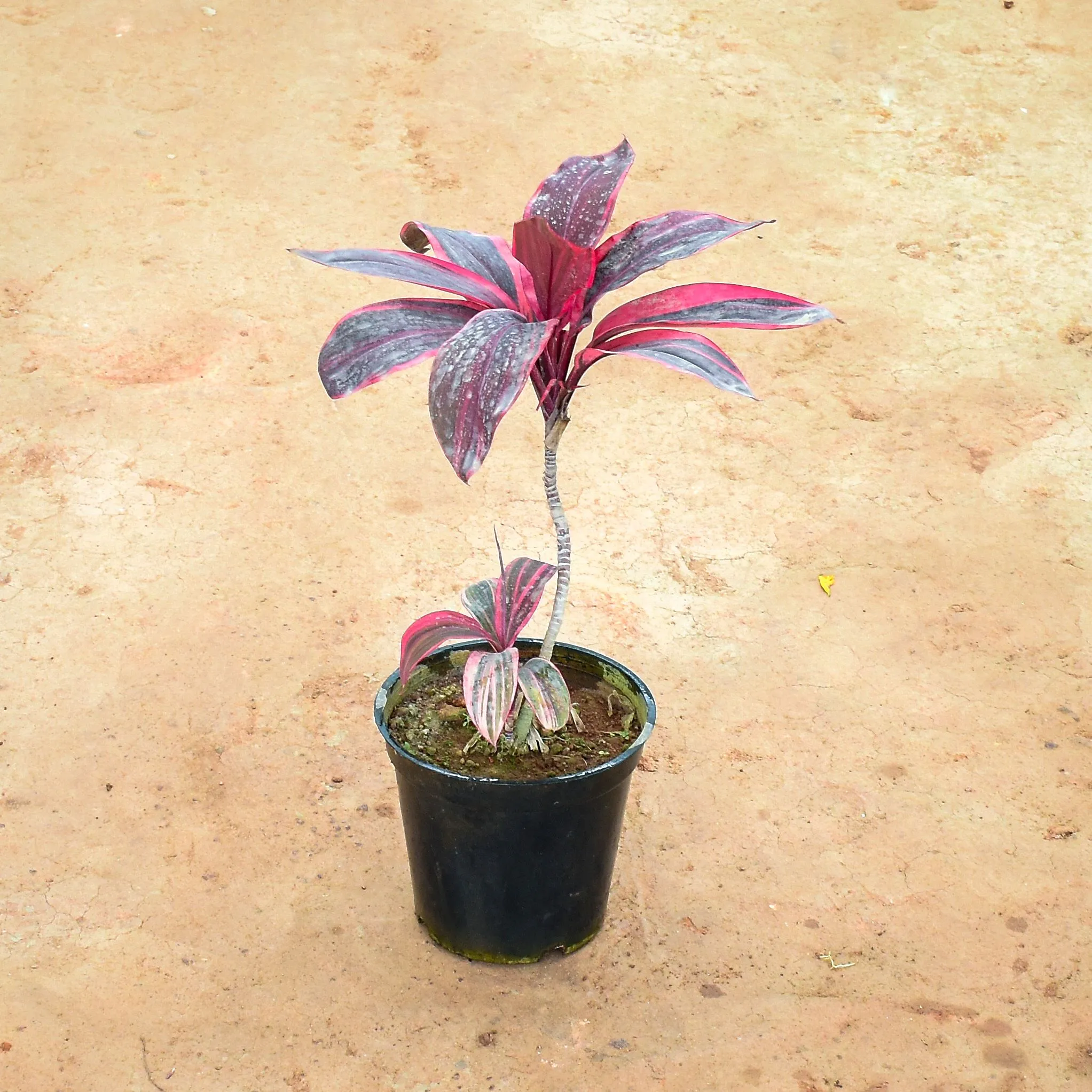 Dracaena Cordyline in 6 Inch Nursery Pot