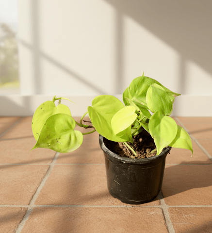 Oxycardium Golden in 4 Inch Nursery Pot