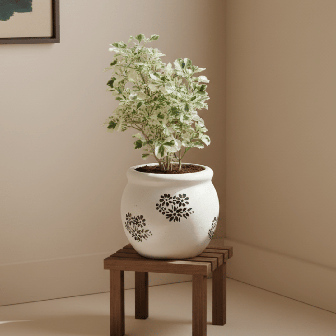 Aralia White in 6 Inch Blossom Ceramic Pot (any design)