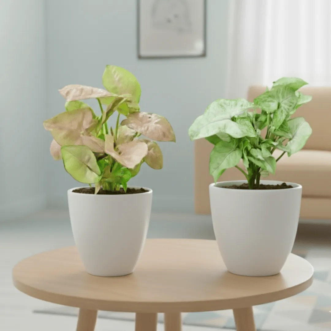 Set Of 2 - Syngonium (Pink & Green) in 4 Inch Classy White Cup Ceramic Pot
