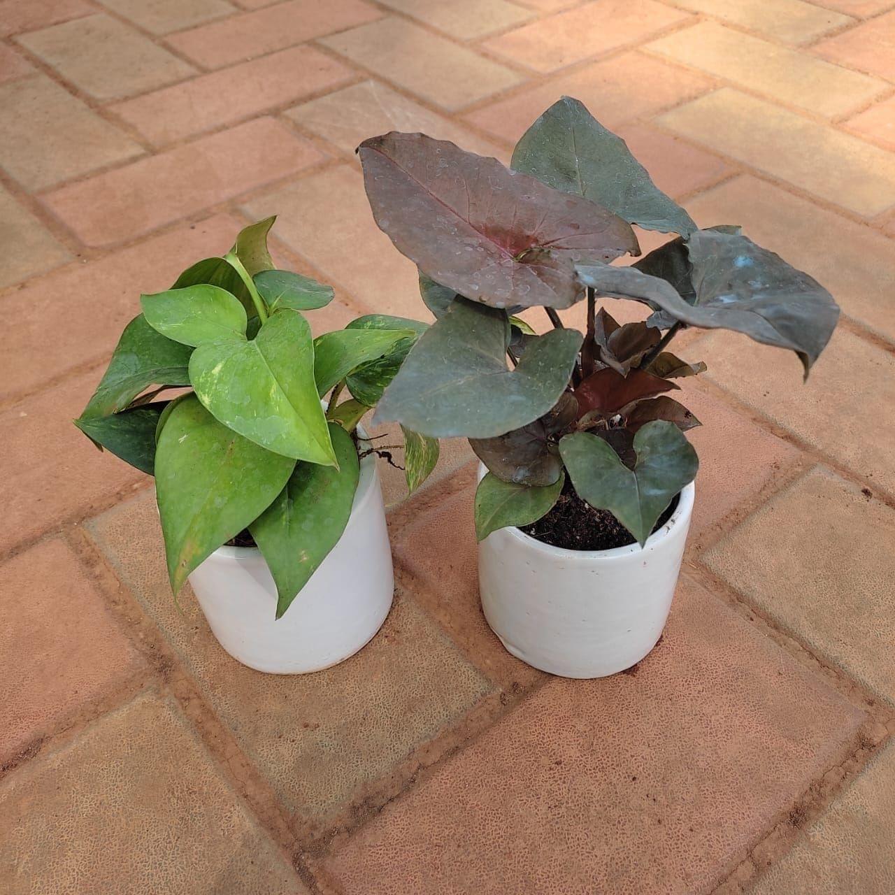 Set of 2 - Syngonium Black & Money Plant Green in 4 Inch Classy Cup Ceramic Pot (any colour)