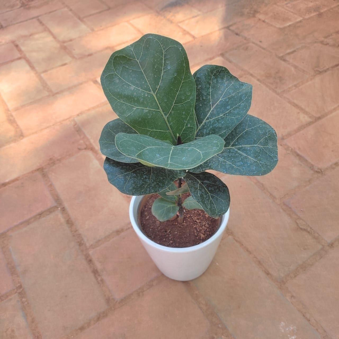 Fiddle-Leaf Fig / Ficus Lyrata in 6 Inch White Classy Glass Ceramic Pot