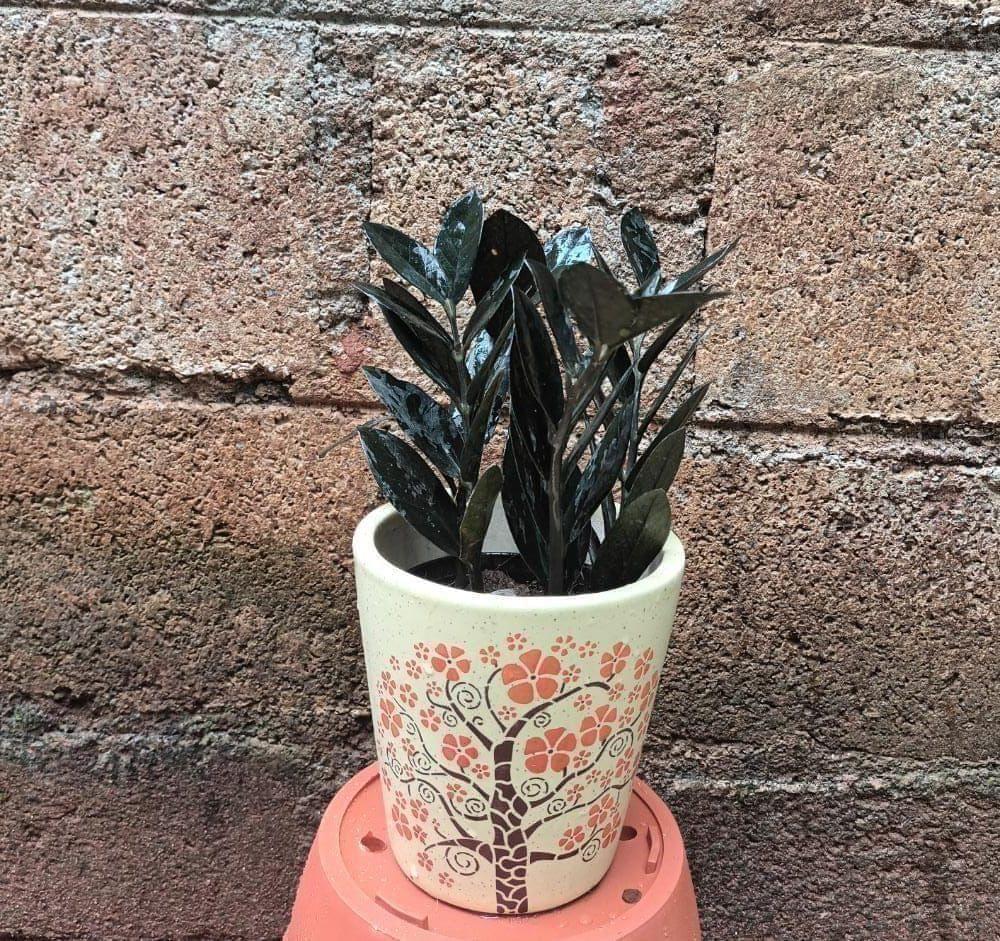 Zz Black in 6 Inch Ceramic Pot (colour & design may vary)