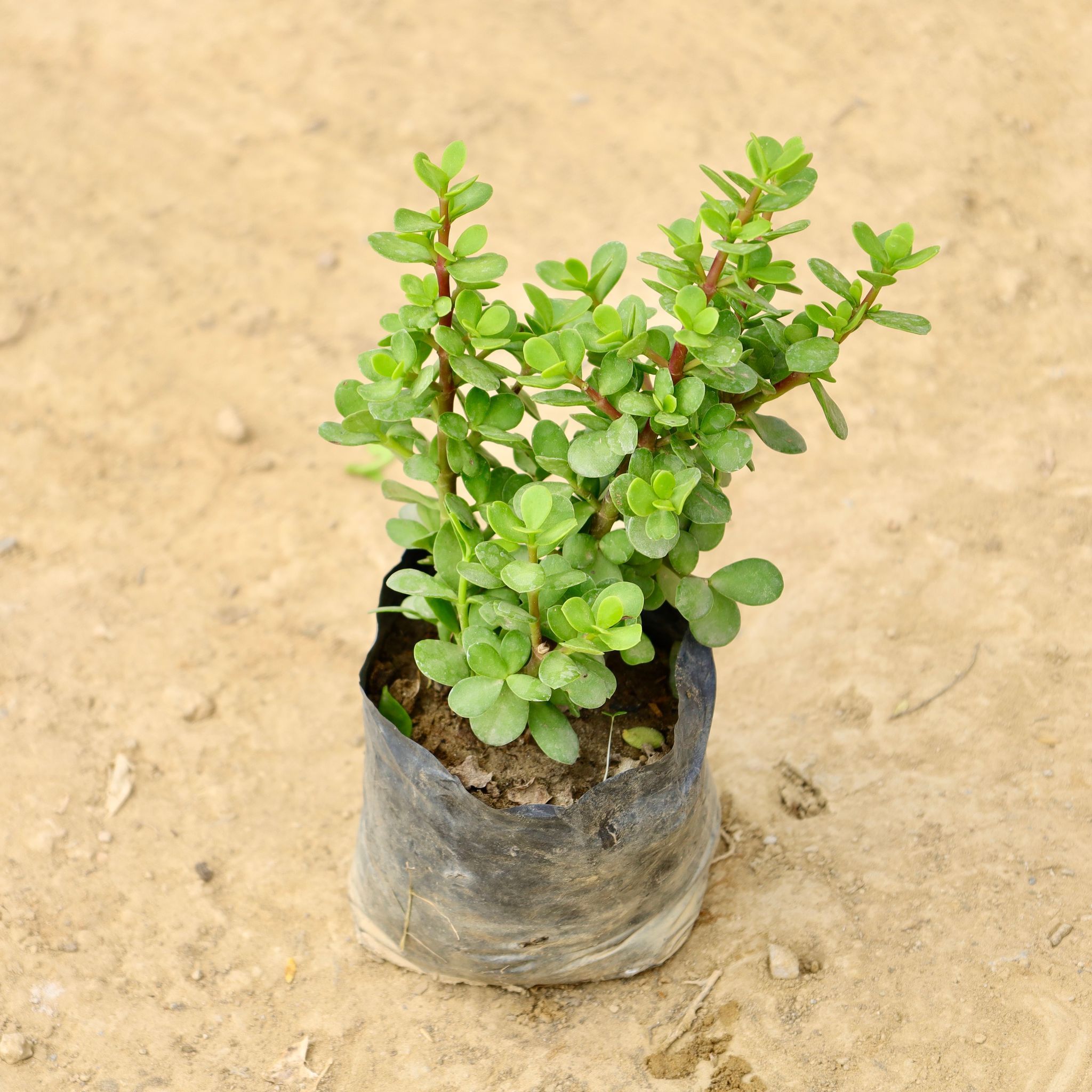 Lucky Jade in 4 Inch Nursery Bag