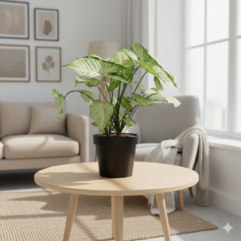 Air Purifying Syngonium Green in 3 Inch Nursery Pot