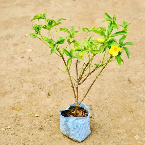 Tecoma Capensis (Any Colour) in 8 Inch Nursery Bag