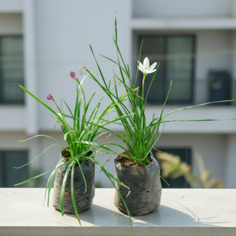 Set of 2 - Rain Lily (Pink & white) in 4 Inch Nursery Bag