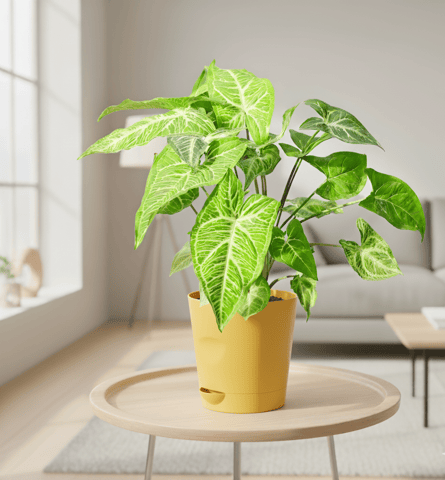 Syngonium Green in 4 Inch Yellow Florence Self Watering Pot