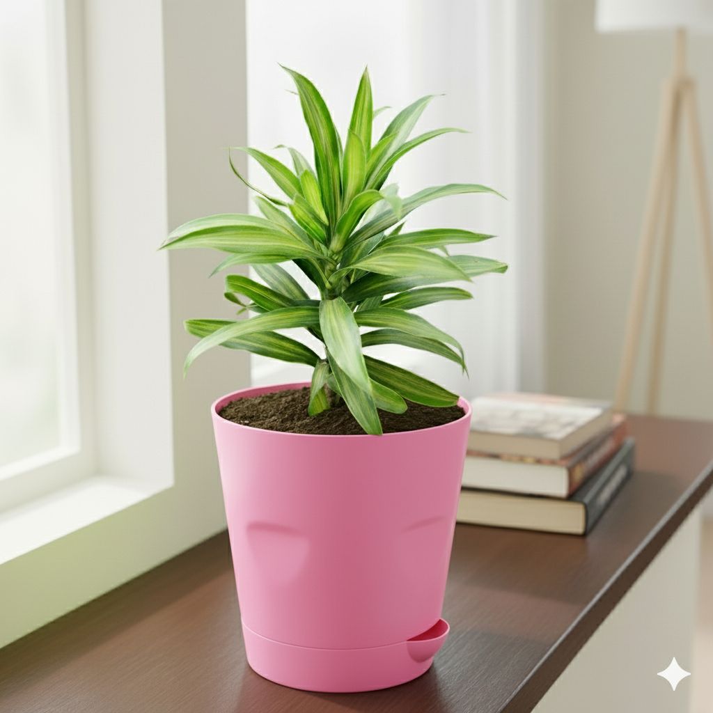 Song of India Green in 4 Inch Pink Florence Self Watering Pot