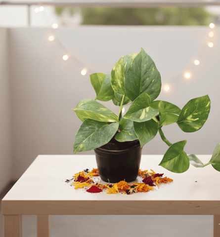 Money Plant Green in 4 Inch Nursery Pot