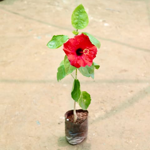 Hibiscus / Gudhal Desi (any colour) in 4 Inch Nursery Bag