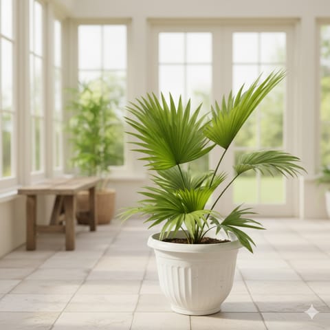 China / Fan Palm in 8 Inch White Olive Plastic Pot