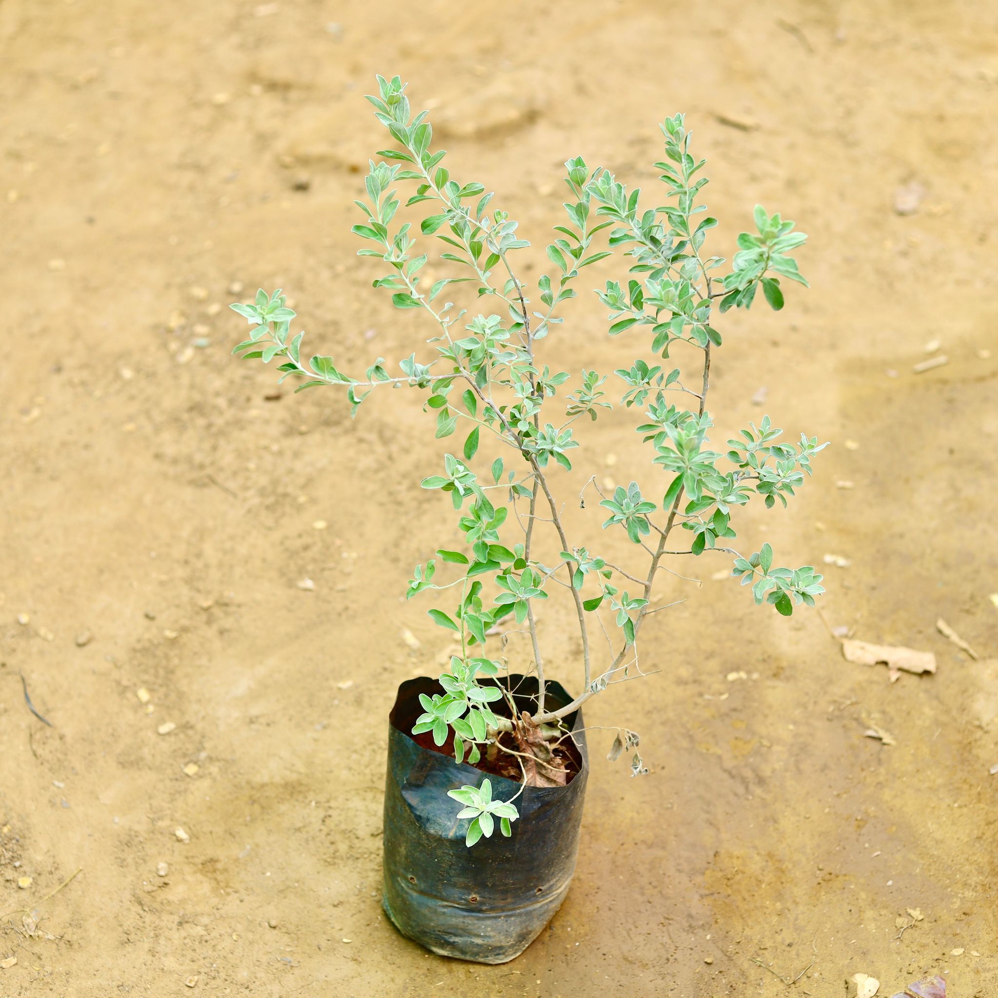 Nicodia in 8 Inch Nursery Bag