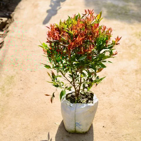 Syzygium in 14 Inch Nursery bag