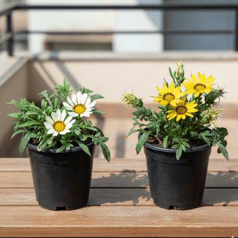 Set of 2 - Gazania (White & Yellow) in 4 Inch Nursery Pot