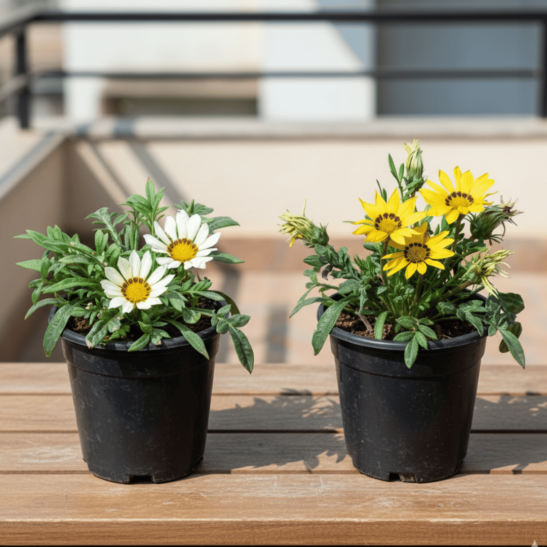 Set of 2 - Gazania (White & Yellow) in 4 Inch Nursery Pot