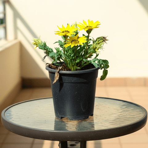 Gazania Yellow in 4 Inch Nursery Pot