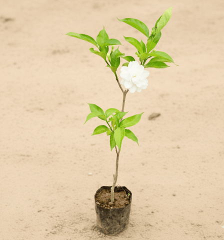 Double Chandni pune variety in 5 Inch Nursery Bag