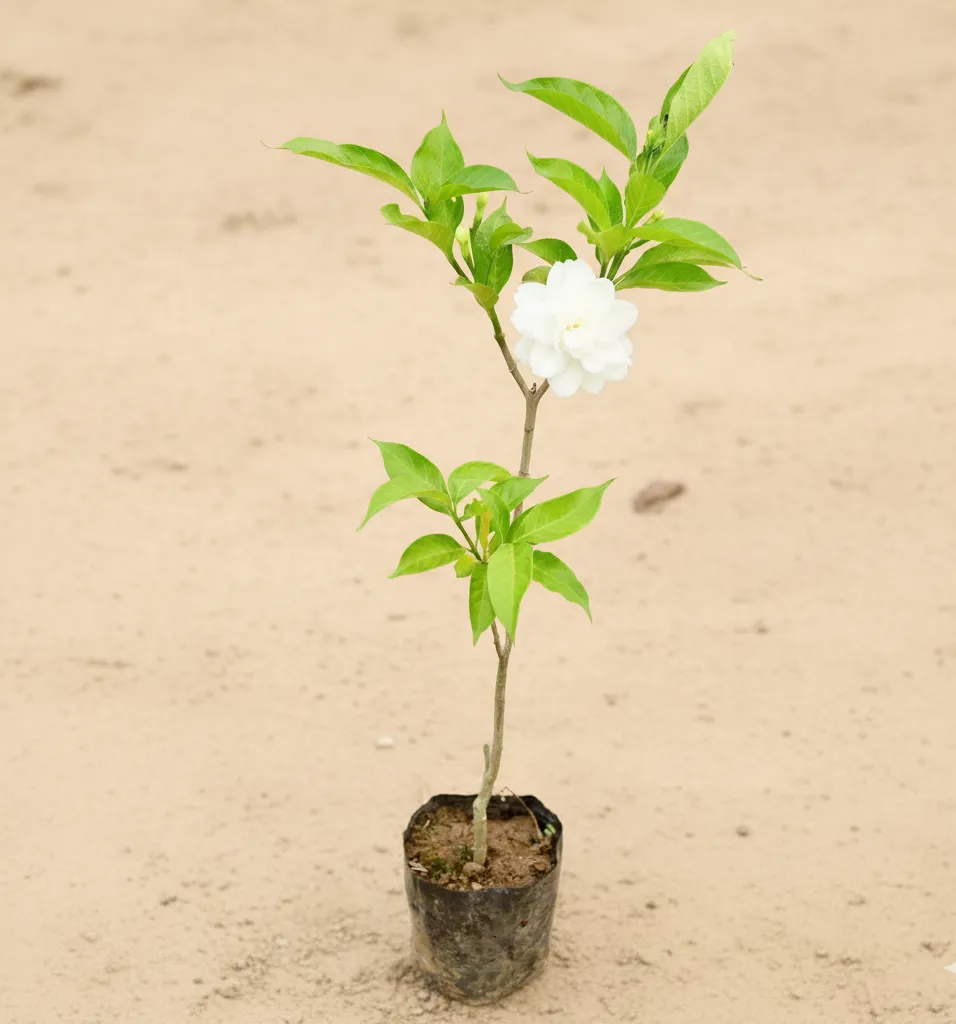 Double Chandni pune variety in 5 Inch Nursery Bag