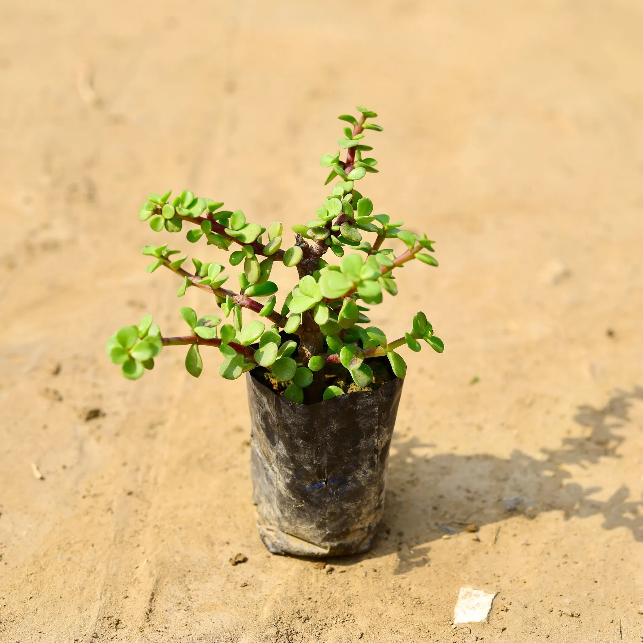 Air Purifying - Jade in 4 Inch Nursery bag