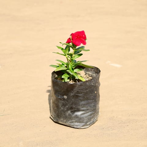 Periwinkle / Vinca / Sadabahar (Any Colour) in 4 Inch Nursery Bag