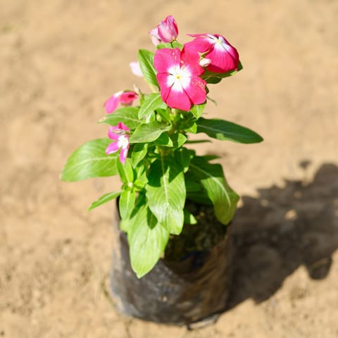 Periwinkle / Vinca / Sadabahar Pink in 4 Inch Nursery Bag