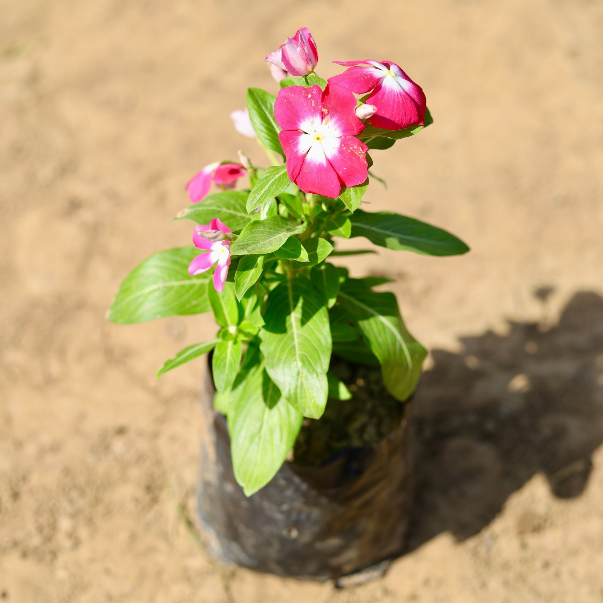 Periwinkle / Vinca / Sadabahar (Any Colour) in 4 Inch Nursery Bag