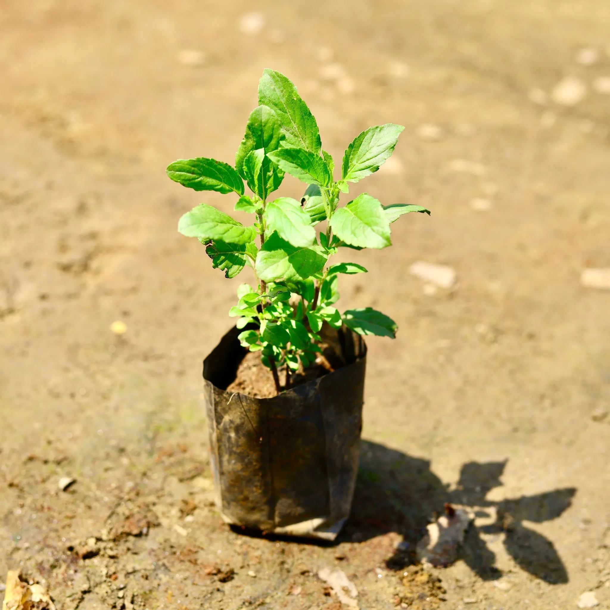 Rama Tulsi in 4 Inch Nursery Bag