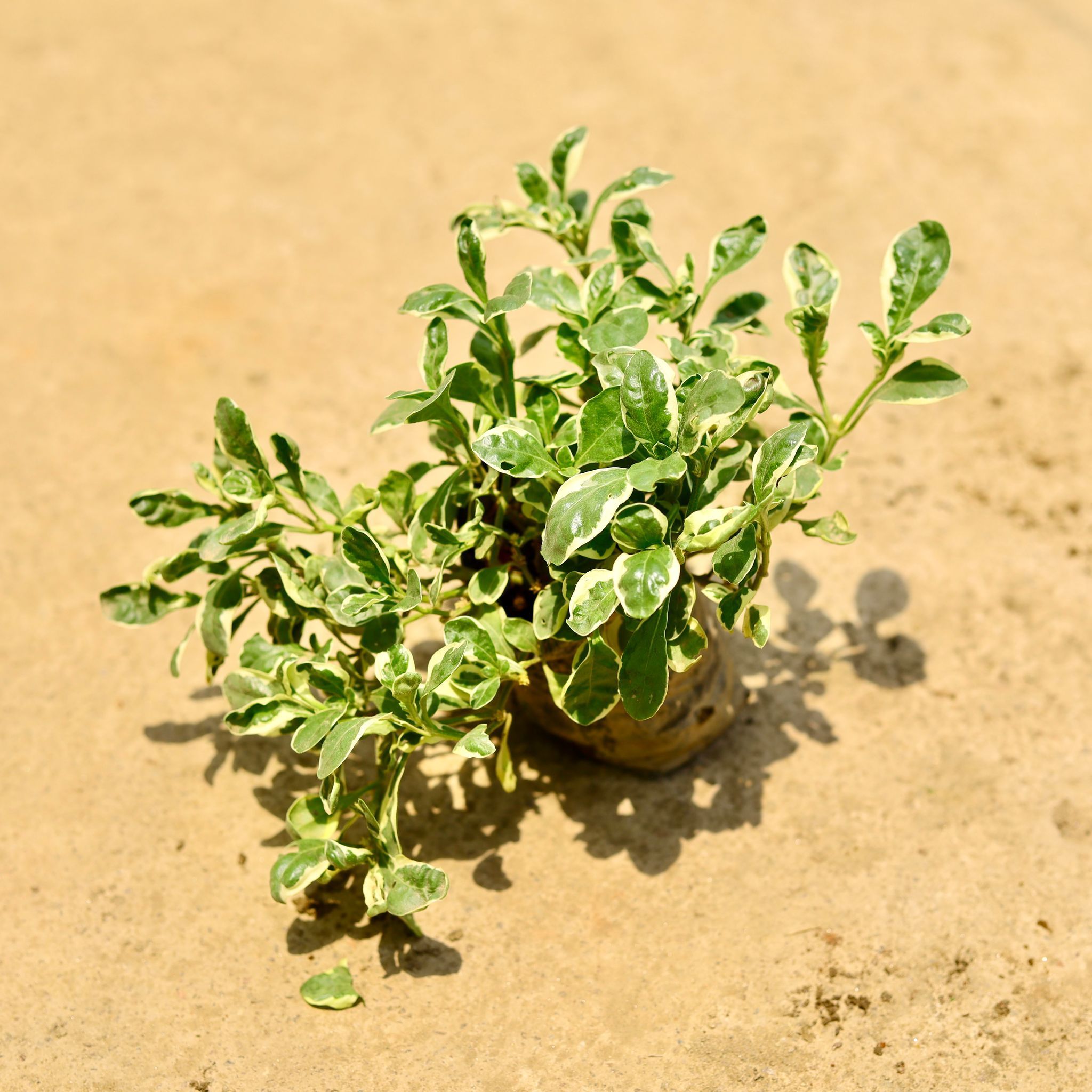 Alternanthera White in 4 Inch Nursery Bag