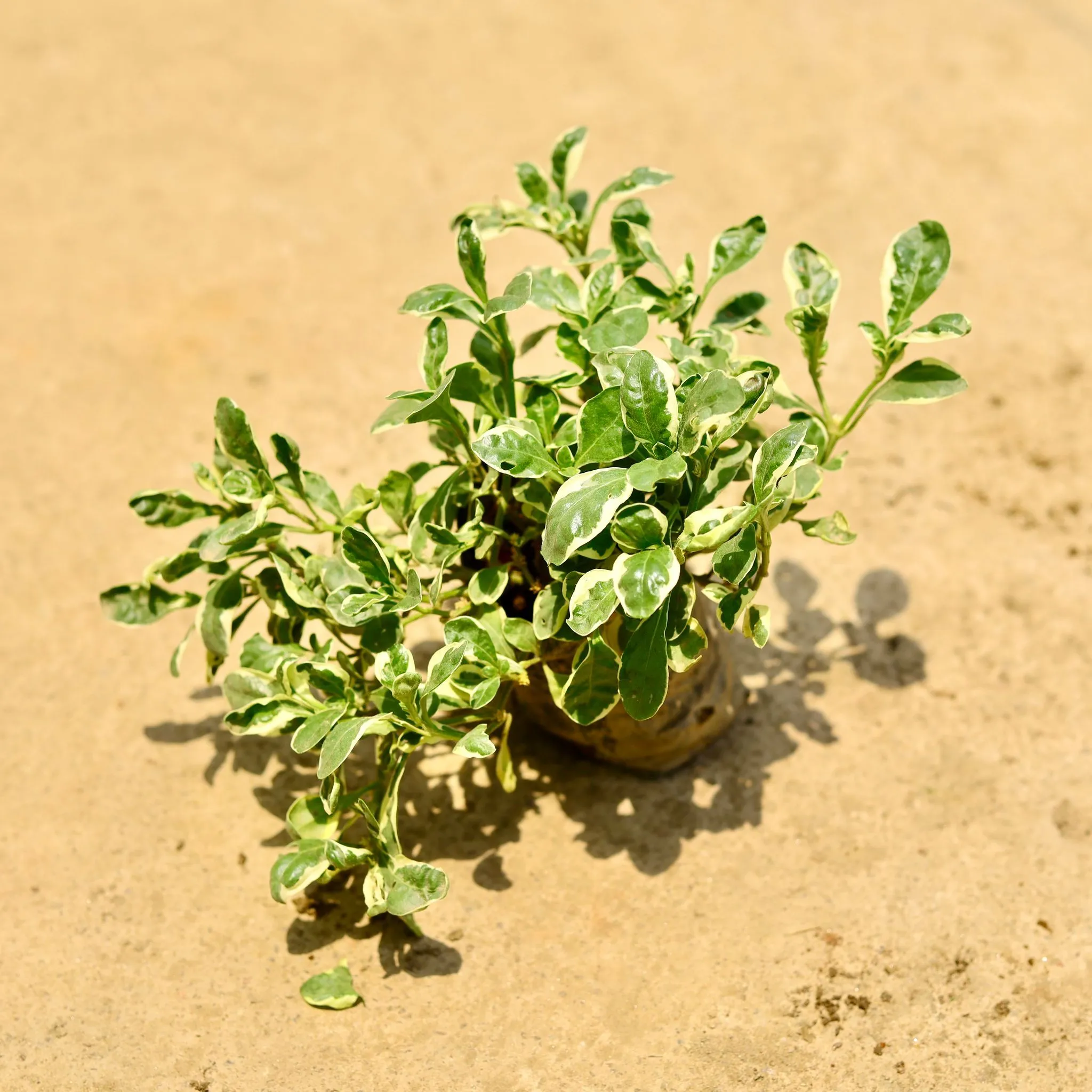 Alternanthera White in 4 Inch Nursery Bag